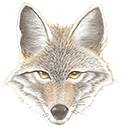 Knox Wiley Middle School 6th Grade Coyotes School Supply List 2021-2022